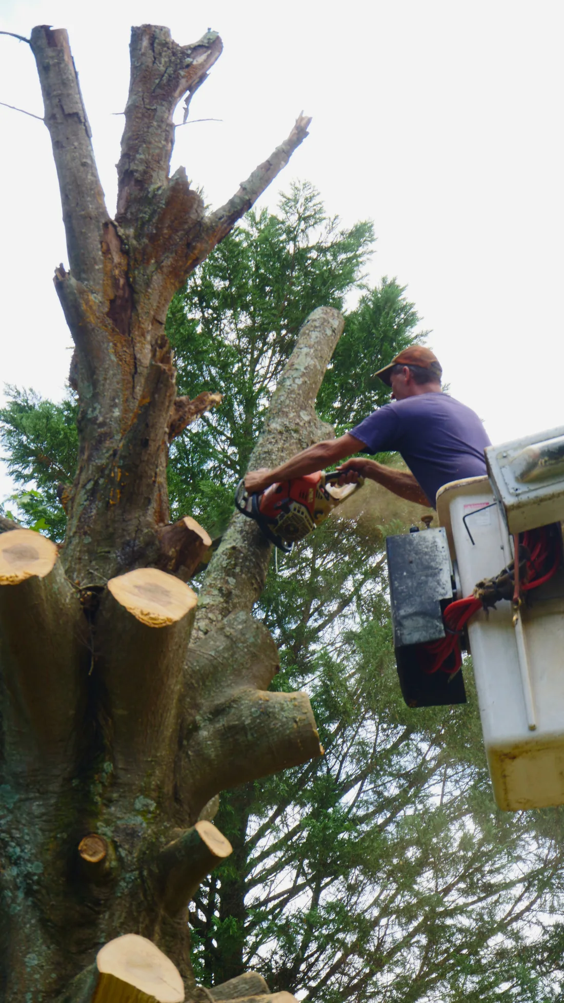 Tree removal crew member cutting a large tree section from a bucket lift