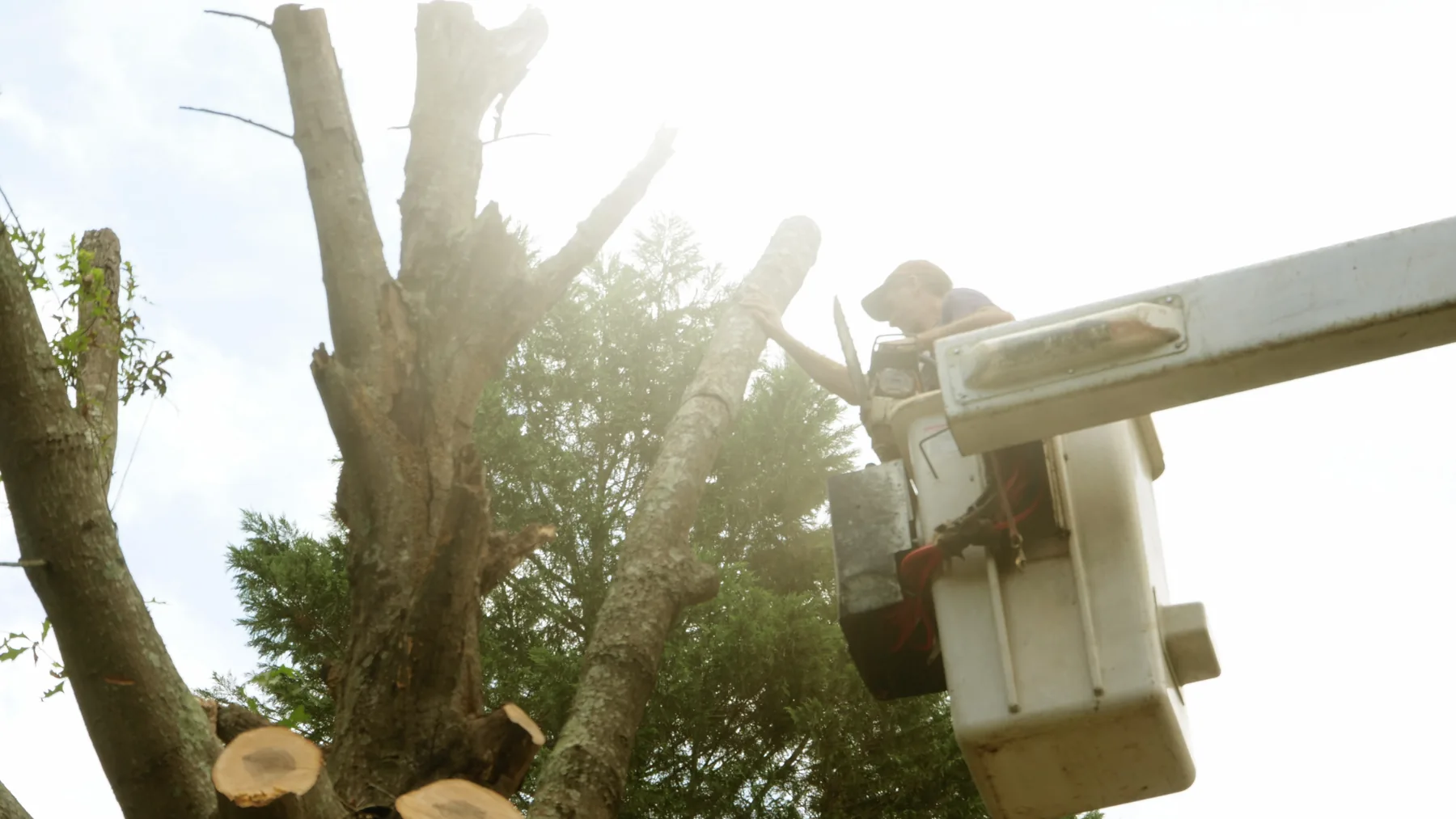 Crew cutting a tree from a bucket lift