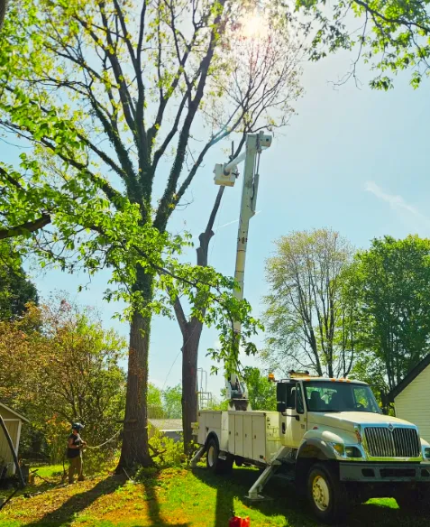 Bucket truck removing a tall tree beside a home
