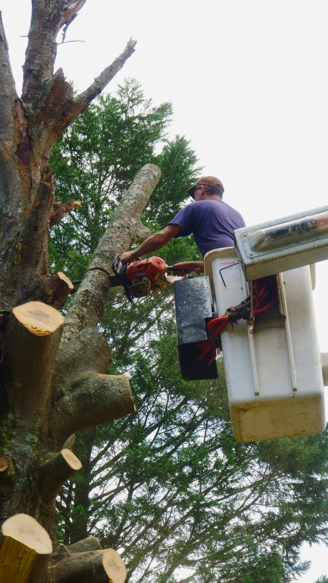 Tree removal work beside a home
