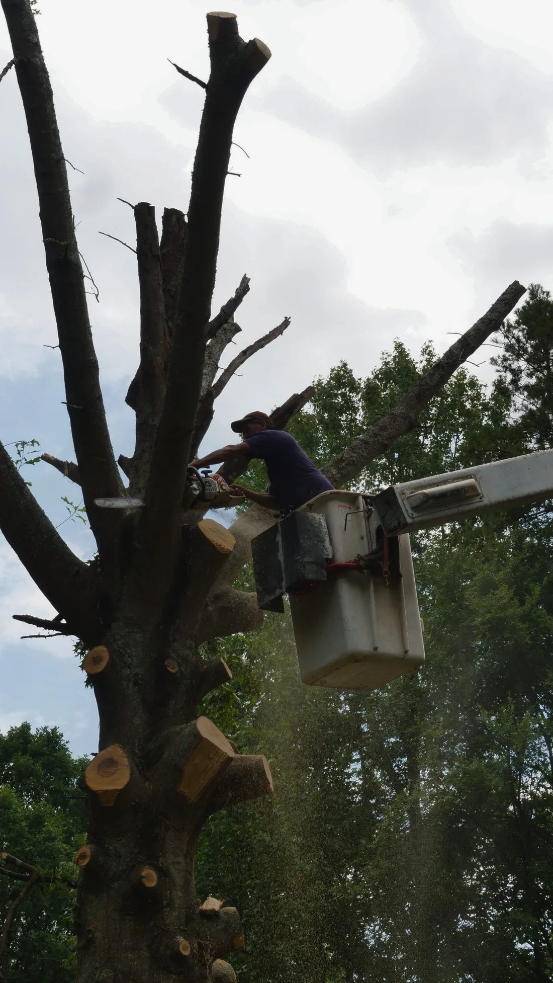 Dead and damaged tree sections being removed